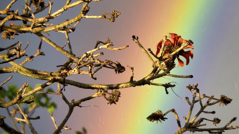 In Tandem: Poetry to Imagery