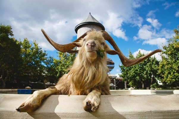Fairview Goat Run 2020 - Choose your Saturday in October - this one is ...