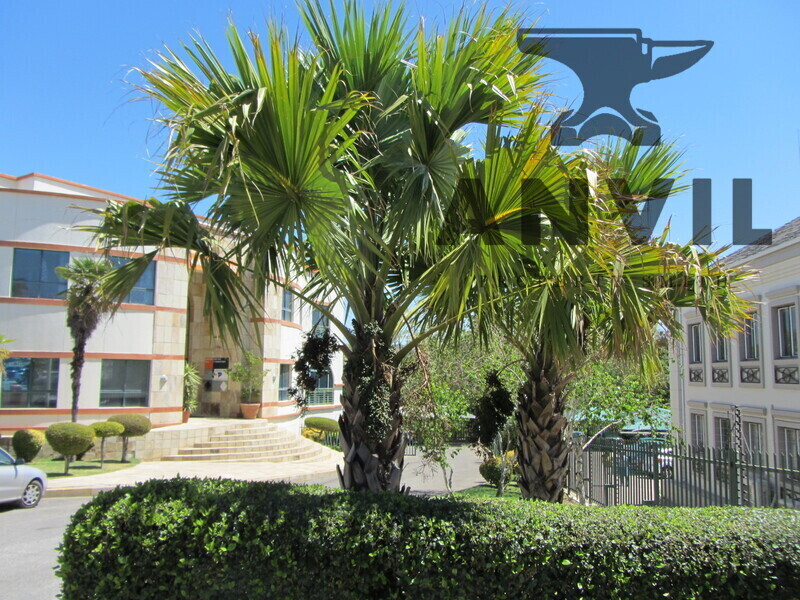 Omlee Park, Sunninghill, Sandton - Office Floor 01 property image 31