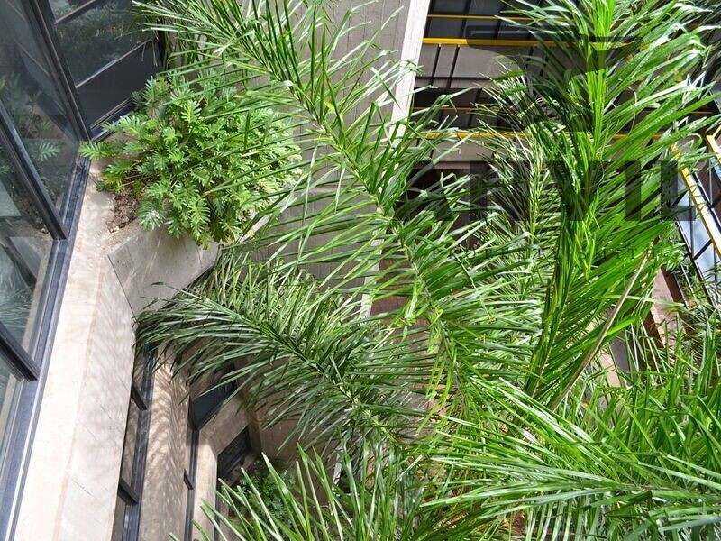 MBA Building, Arcadia, Pretoria - Office/ Mezzanine property image 21